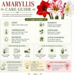 Amaryllis Bulbs for Sale – Large Premium Flowering Bulbs, Easy to Grow Indoors, Vibrant Blooms, Perfect for Winter Forcing & Holiday Gifts - Image 8