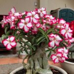 Desert Rose Plant - Adenium Desert Rose Caudex - Rare Color Blooms, Eye-Catching Flowers - Image 4