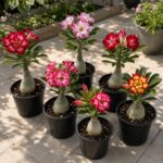 Desert Rose Plant – Adenium Obesum, Stunning Blooms, Easy Care Succulent
