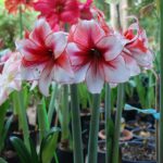 Amaryllis Flower Bulbs for Sale – Large Size, Fast Growing, Indoor Blooms