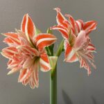 Amaryllis Flower Bulbs for Sale – Large Size, Fast Growing, Indoor Blooms - Image 4