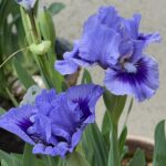 Hardy Iris Bulbs – Cold Tolerant, Perennial Returns Every Year, Beginner Friendly - Image 6