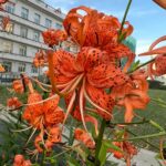 Tiger Lily Bulbs – Hardy Perennial, Fall Planting for Next Summer's Blooms, Returns Every Year - Image 4