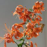 Tiger Lily Bulbs – Hardy Perennial, Fall Planting for Next Summer's Blooms, Returns Every Year - Image 2