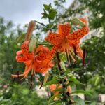 Tiger Lily Bulbs – Hardy Perennial, Fall Planting for Next Summer's Blooms, Returns Every Year - Image 5