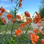 Tiger Lily Bulbs – Hardy Perennial, Fall Planting for Next Summer's Blooms, Returns Every Year - Image 3
