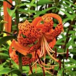 Tiger Lily Bulbs – Hardy Perennial, Fall Planting for Next Summer's Blooms, Returns Every Year - Image 6