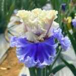 Iris Bulbs – Perennial Cold-Hardy Bulb Flowers for Garden, Patio & Pots - Image 3