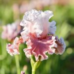 Iris Bulbs – Perennial Cold-Hardy Bulb Flowers for Garden, Patio & Pots - Image 4