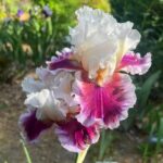 Iris Bulbs – Perennial Cold-Hardy Bulb Flowers for Garden, Patio & Pots - Image 5