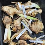Hardy Iris Bulbs – Cold Tolerant, Perennial Returns Every Year, Beginner Friendly - Image 8