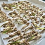 Hardy Iris Bulbs – Cold Tolerant, Perennial Returns Every Year, Beginner Friendly - Image 7