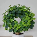 Stephania Erecta Bulbs – Easy Care Rare Caudex Plant, Low Maintenance Houseplant - Image 2