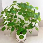 Stephania Erecta Bulbs – Easy Care Rare Caudex Plant, Low Maintenance Houseplant - Image 3