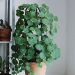 Stephania Erecta Bulbs – Easy Care Rare Caudex Plant, Low Maintenance Houseplant