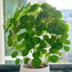 Stephania Erecta Bulbs – Easy Care Rare Caudex Plant, Low Maintenance Houseplant - Image 4