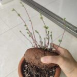 Stephania Erecta Bulbs – Easy Care Rare Caudex Plant, Low Maintenance Houseplant - Image 5