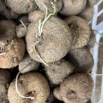 Stephania Erecta Bulbs – Easy Care Rare Caudex Plant, Low Maintenance Houseplant - Image 6