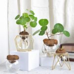 Hydroponic Stephania Plant Bulb – Minimalist Caudex for Home & Office - Image 2