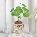 Hydroponic Stephania Plant Bulb – Minimalist Caudex for Home & Office - Image 3