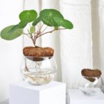 Hydroponic Stephania Plant Bulb – Minimalist Caudex for Home & Office - Image 4