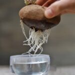 Hydroponic Stephania Plant Bulb – Minimalist Caudex for Home & Office - Image 5