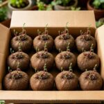 Hydroponic Stephania Plant Bulb – Minimalist Caudex for Home & Office - Image 6