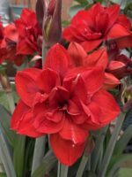 Red Amaryllis Flower Bulbs – Perennial, Easy Care, Beautiful Blooms - Image 4