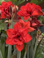 Red Amaryllis Flower Bulbs – Perennial, Easy Care, Beautiful Blooms - Image 3
