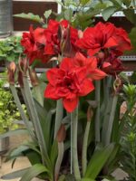 Red Amaryllis Flower Bulbs – Perennial, Easy Care, Beautiful Blooms - Image 2