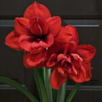 Red Amaryllis Flower Bulbs – Perennial, Easy Care, Beautiful Blooms