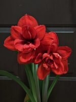 Red Amaryllis Flower Bulbs – Perennial, Easy Care, Beautiful Blooms
