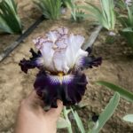 Iris Bulbs – Iris Rhizomes – Hardy Perennial, Reblooming, Stunning Garden Flowers