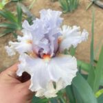 Iris Bulbs – Iris Rhizomes – Hardy Perennial, Reblooming, Stunning Garden Flowers - Image 3