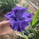 Iris Bulbs – Iris Rhizomes – Hardy Perennial, Reblooming, Stunning Garden Flowers - Image 4