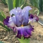 Iris Bulbs – Iris Rhizomes – Hardy Perennial, Reblooming, Stunning Garden Flowers - Image 5