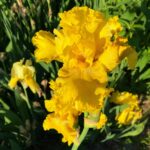 Iris Bulbs – Iris Rhizomes – Hardy Perennial, Reblooming, Stunning Garden Flowers - Image 6