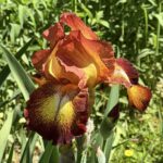 Iris Flower Bulbs – Mixed Colors, Perennial Garden Plants, Easy to Grow