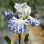 Iris Flower Bulbs – Mixed Colors, Perennial Garden Plants, Easy to Grow - Image 3