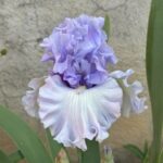 Iris Flower Bulbs – Mixed Colors, Perennial Garden Plants, Easy to Grow - Image 4