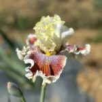 Iris Flower Bulbs – Mixed Colors, Perennial Garden Plants, Easy to Grow - Image 5