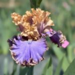 Iris Flower Bulbs – Mixed Colors, Perennial Garden Plants, Easy to Grow - Image 6
