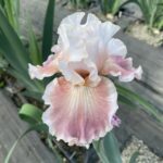 Iris Bulbs Bulk – Premium Quality Rhizomes, Hardy Perennials, Great for Landscaping - Image 2