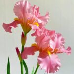 Iris Bulbs Bulk – Premium Quality Rhizomes, Hardy Perennials, Great for Landscaping - Image 3