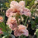Iris Bulbs Bulk – Premium Quality Rhizomes, Hardy Perennials, Great for Landscaping