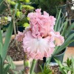 Iris Bulbs Bulk – Premium Quality Rhizomes, Hardy Perennials, Great for Landscaping - Image 5
