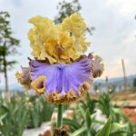 Iris Bulbs Bulk – Premium Quality Rhizomes, Hardy Perennials, Great for Landscaping - Image 6