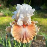 Hardy Iris Bulbs – Cold Tolerant, Perennial Returns Every Year, Beginner Friendly
