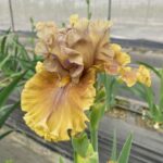 Hardy Iris Bulbs – Cold Tolerant, Perennial Returns Every Year, Beginner Friendly - Image 3