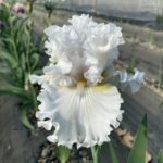 Hardy Iris Bulbs – Cold Tolerant, Perennial Returns Every Year, Beginner Friendly - Image 4
